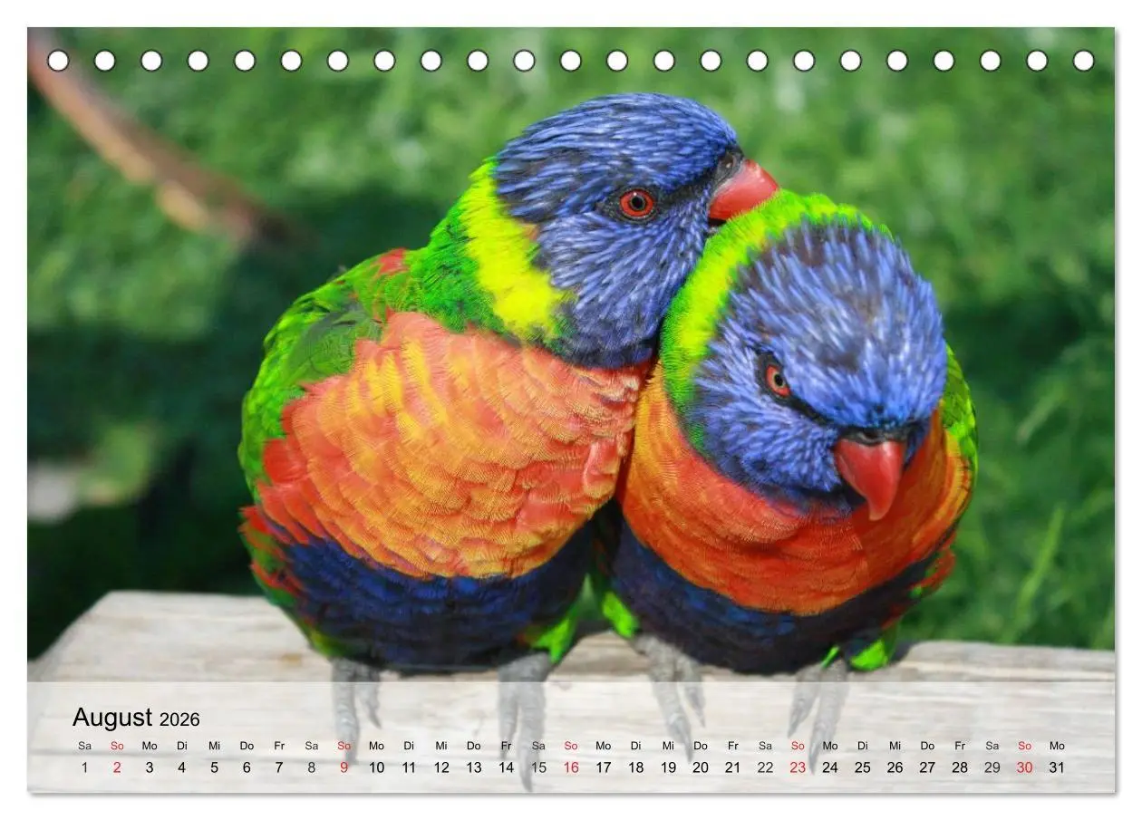 Bild: 9783516053890 | Regenbogen Papageien (Tischkalender 2026 DIN A5 quer), CALVENDO...