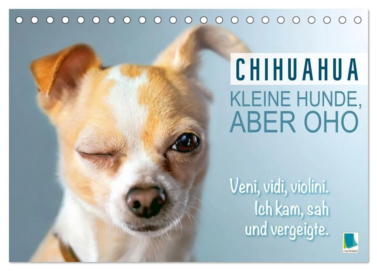 Cover: 9783516673890 | Chihuahua: Kleine Hunde, aber oho (Tischkalender 2026 DIN A5 quer),...