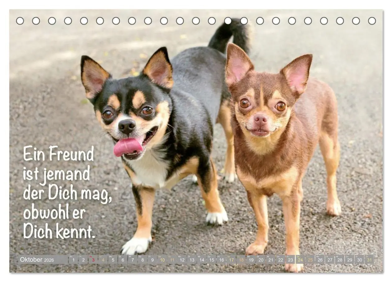 Bild: 9783516673890 | Chihuahua: Kleine Hunde, aber oho (Tischkalender 2026 DIN A5 quer),...