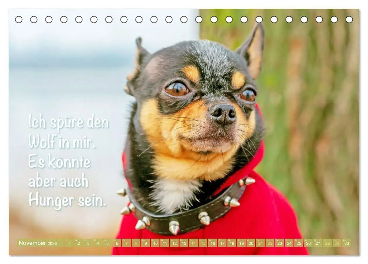 Bild: 9783516673890 | Chihuahua: Kleine Hunde, aber oho (Tischkalender 2026 DIN A5 quer),...
