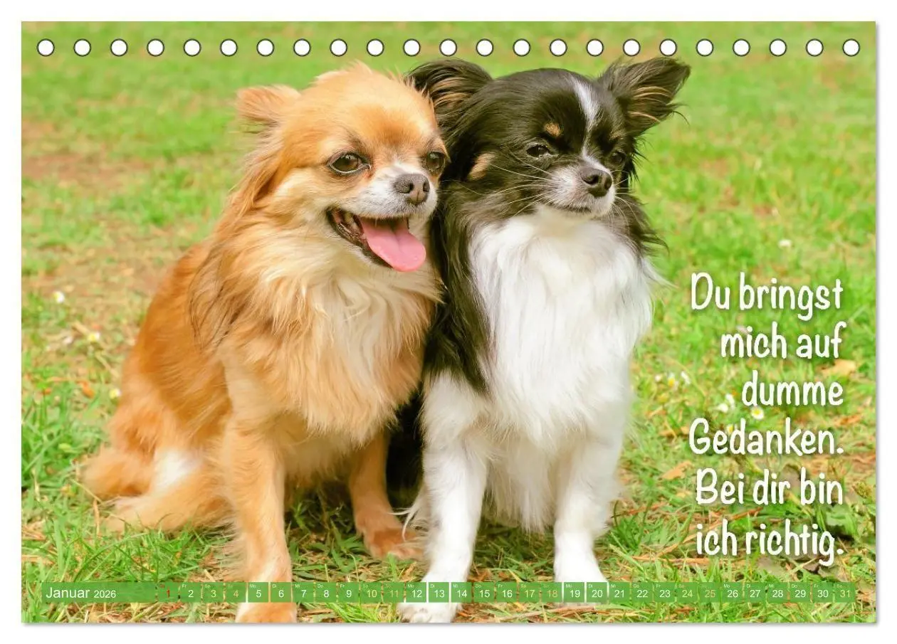 Bild: 9783516673890 | Chihuahua: Kleine Hunde, aber oho (Tischkalender 2026 DIN A5 quer),...