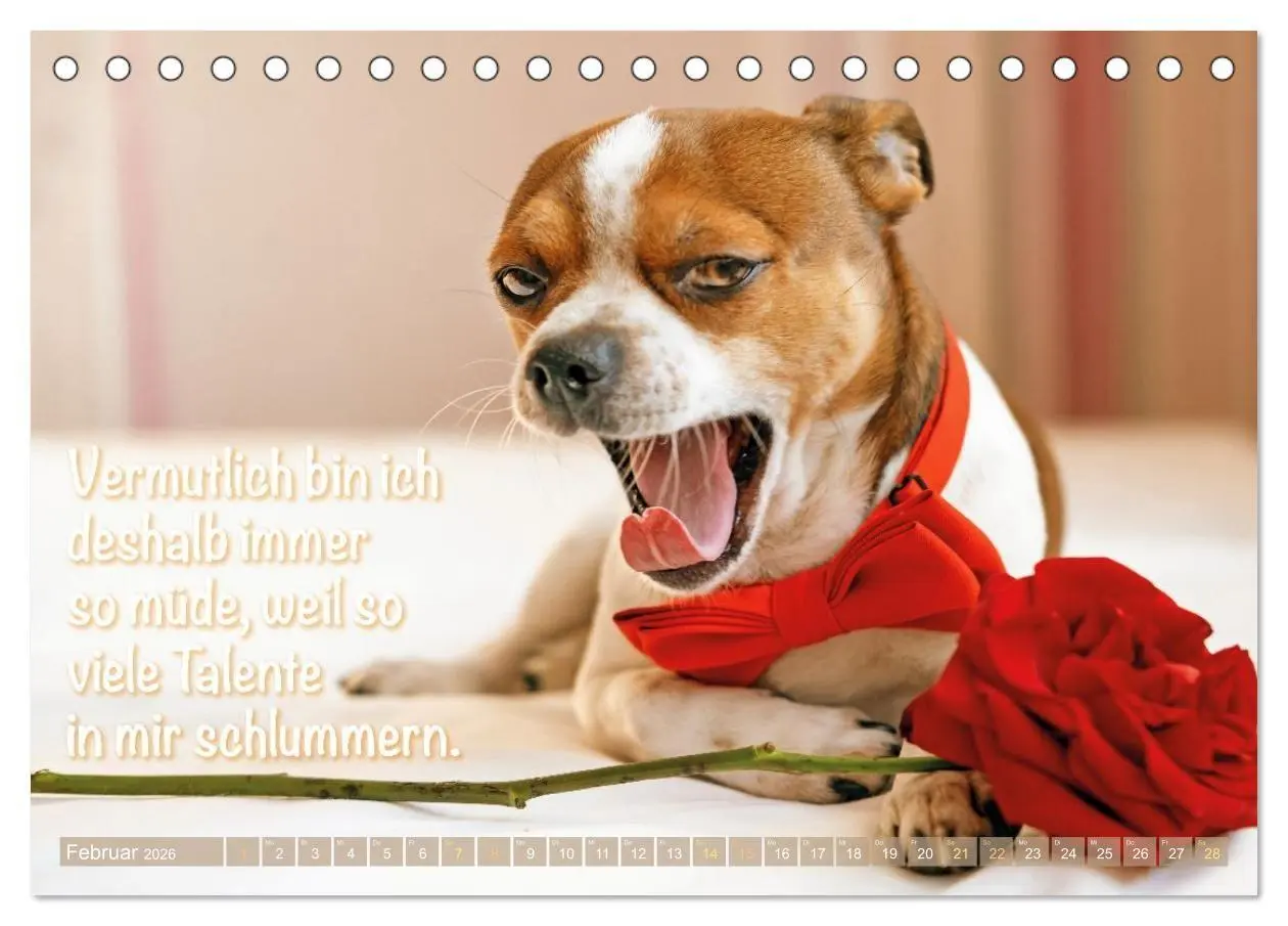 Bild: 9783516673890 | Chihuahua: Kleine Hunde, aber oho (Tischkalender 2026 DIN A5 quer),...