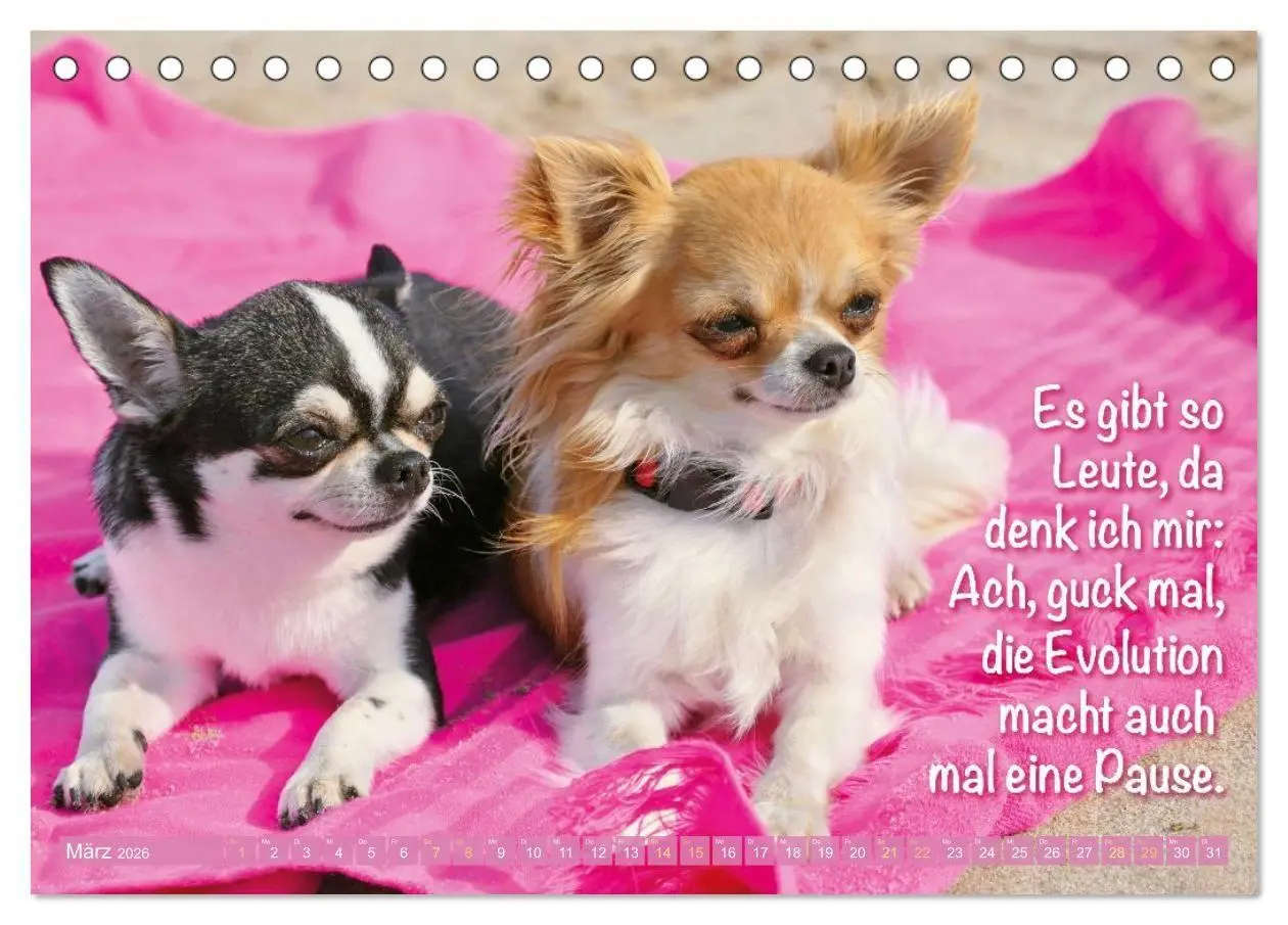 Bild: 9783516673890 | Chihuahua: Kleine Hunde, aber oho (Tischkalender 2026 DIN A5 quer),...