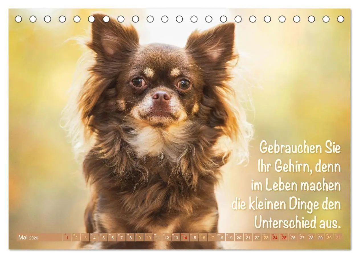 Bild: 9783516673890 | Chihuahua: Kleine Hunde, aber oho (Tischkalender 2026 DIN A5 quer),...