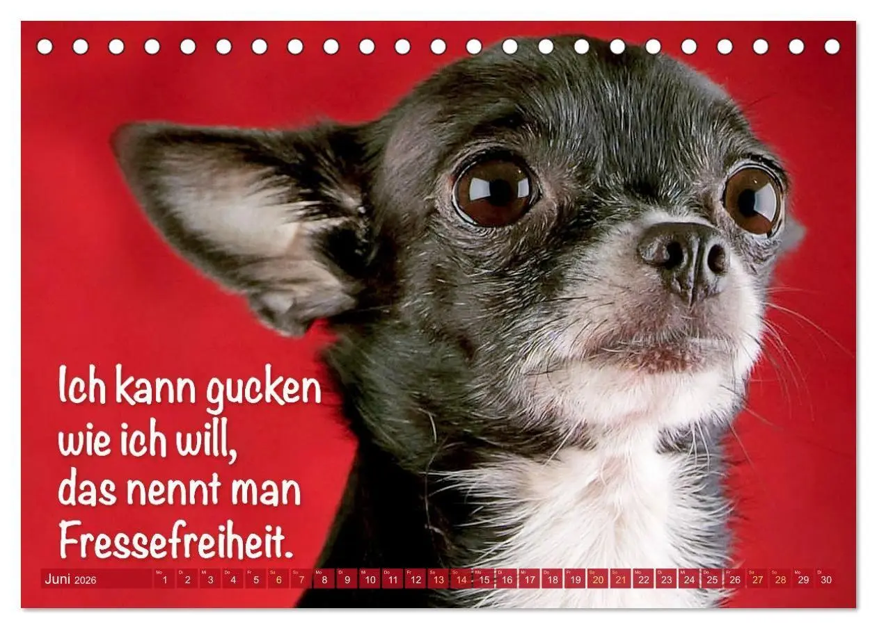 Bild: 9783516673890 | Chihuahua: Kleine Hunde, aber oho (Tischkalender 2026 DIN A5 quer),...