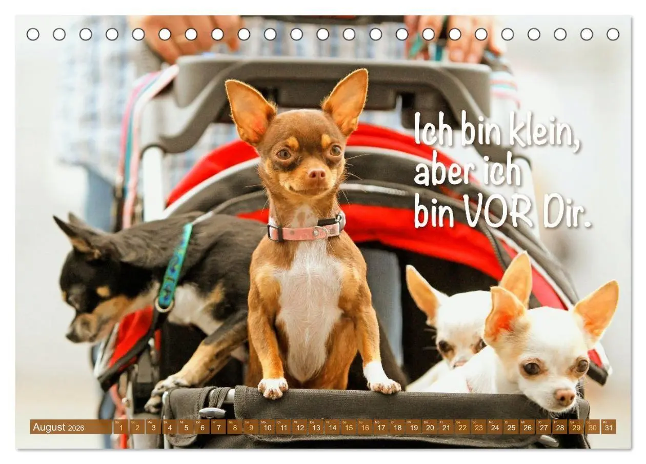Bild: 9783516673890 | Chihuahua: Kleine Hunde, aber oho (Tischkalender 2026 DIN A5 quer),...