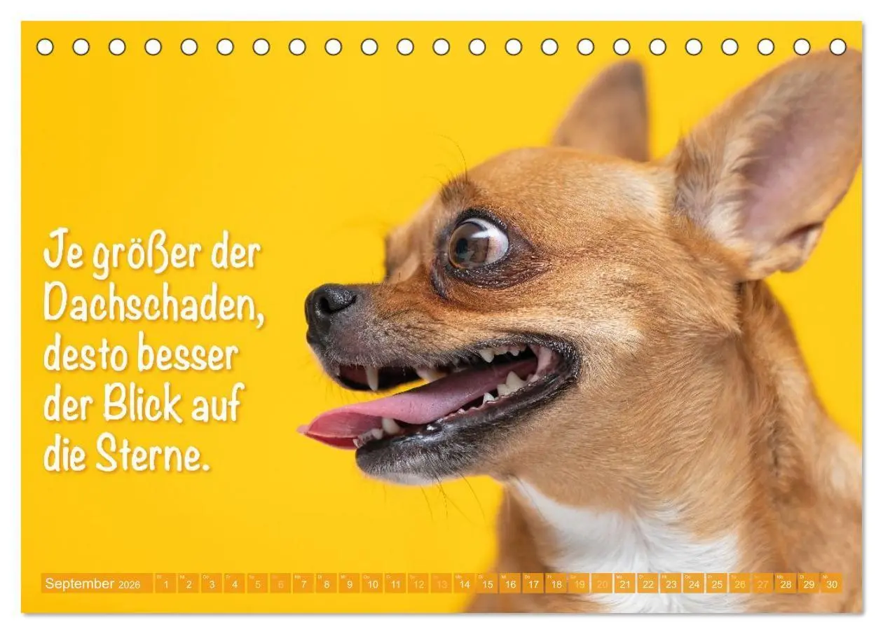 Bild: 9783516673890 | Chihuahua: Kleine Hunde, aber oho (Tischkalender 2026 DIN A5 quer),...