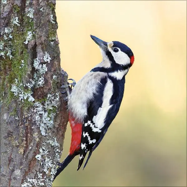 Bild: 9783731883890 | Vögel 2026 | Verlag Korsch | Kalender | 13 S. | Deutsch | 2026