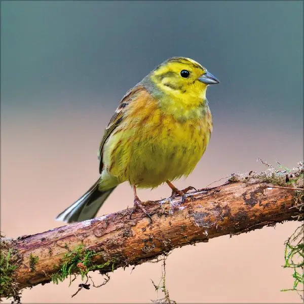 Bild: 9783731883890 | Vögel 2026 | Verlag Korsch | Kalender | 13 S. | Deutsch | 2026