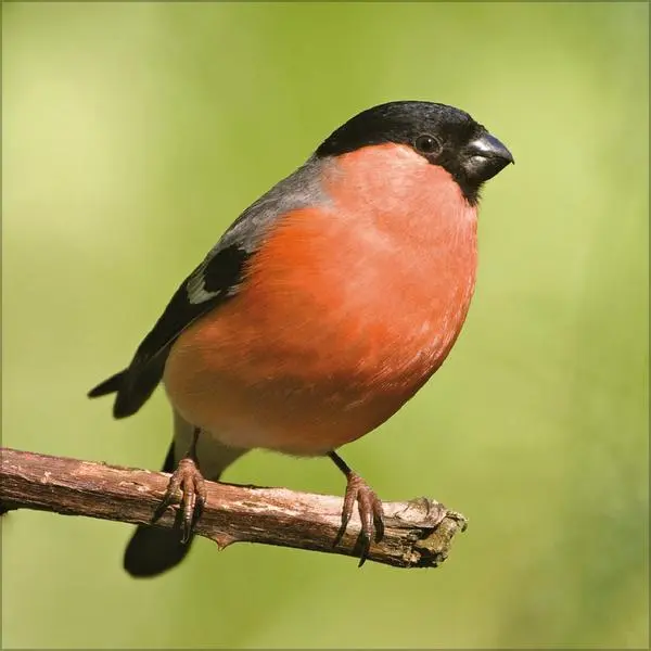 Bild: 9783731883890 | Vögel 2026 | Verlag Korsch | Kalender | 13 S. | Deutsch | 2026