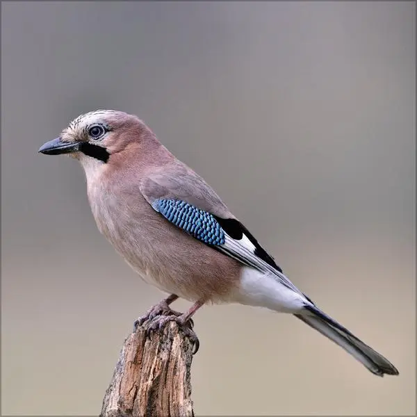 Bild: 9783731883890 | Vögel 2026 | Verlag Korsch | Kalender | 13 S. | Deutsch | 2026