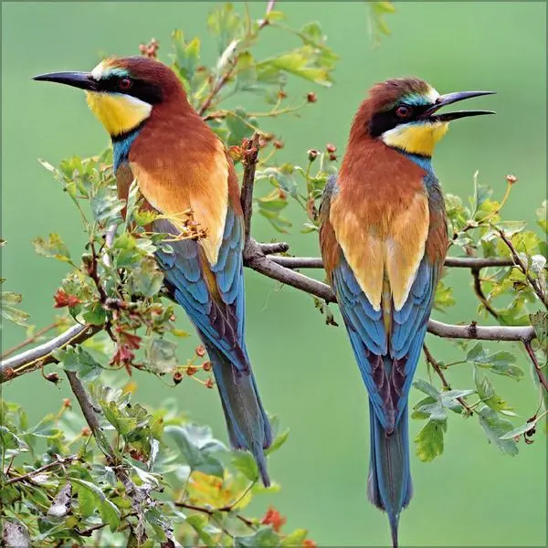 Bild: 9783731883890 | Vögel 2026 | Verlag Korsch | Kalender | 13 S. | Deutsch | 2026