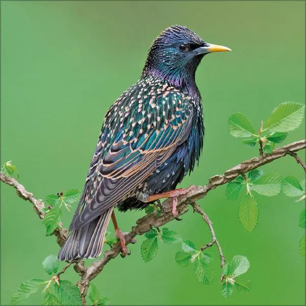 Bild: 9783731883890 | Vögel 2026 | Verlag Korsch | Kalender | 13 S. | Deutsch | 2026