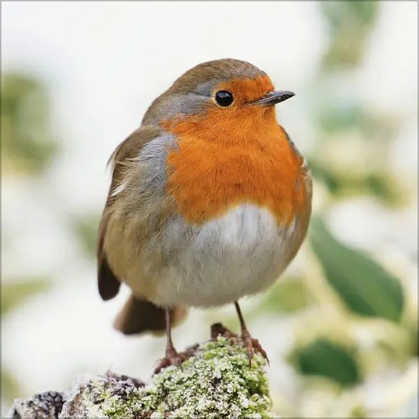 Bild: 9783731883890 | Vögel 2026 | Verlag Korsch | Kalender | 13 S. | Deutsch | 2026