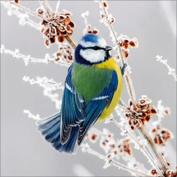 Bild: 9783731883890 | Vögel 2026 | Verlag Korsch | Kalender | 13 S. | Deutsch | 2026