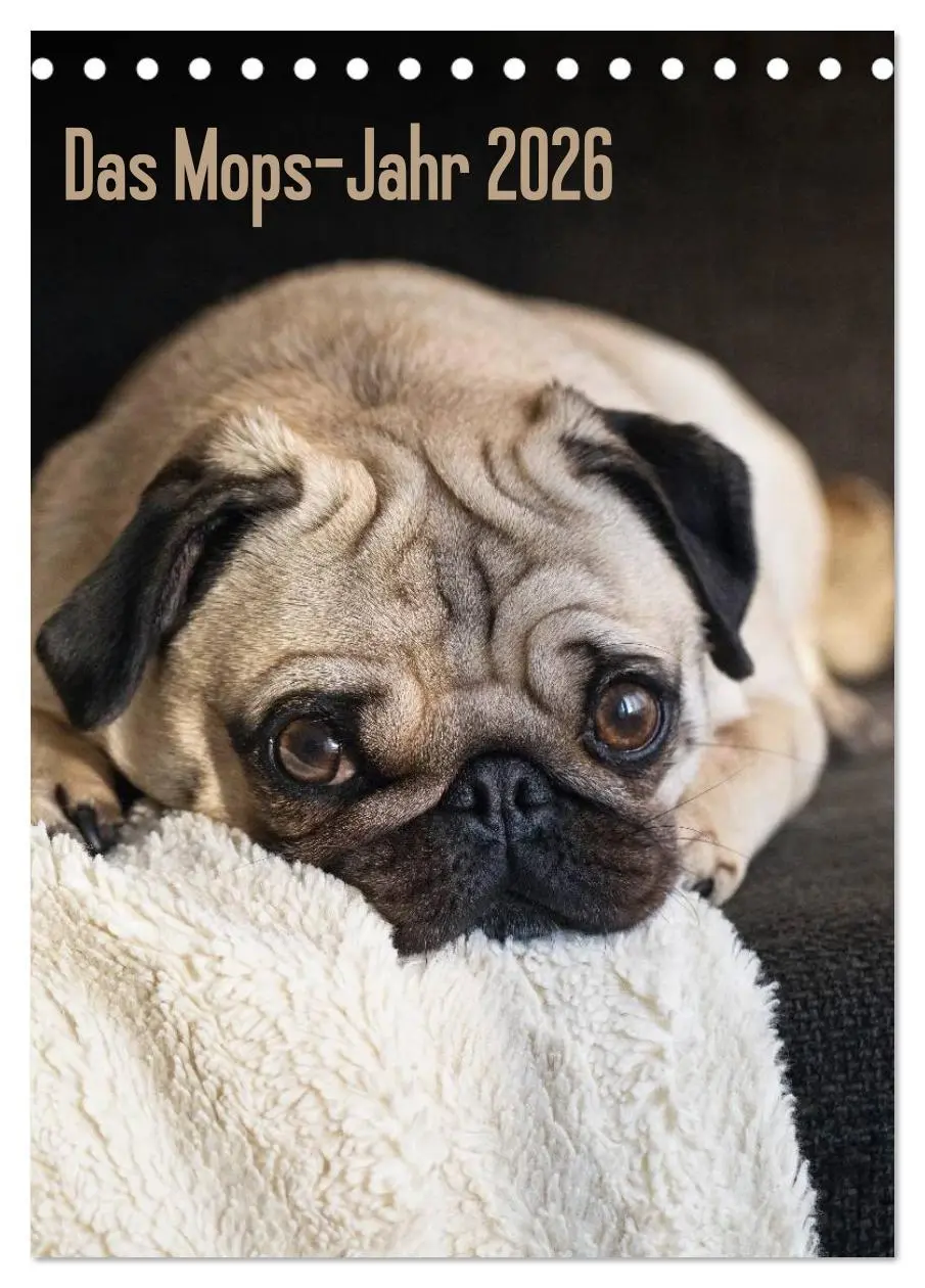 Cover: 9783516484090 | Das Mops-Jahr 2026 (Tischkalender 2026 DIN A5 hoch), CALVENDO...