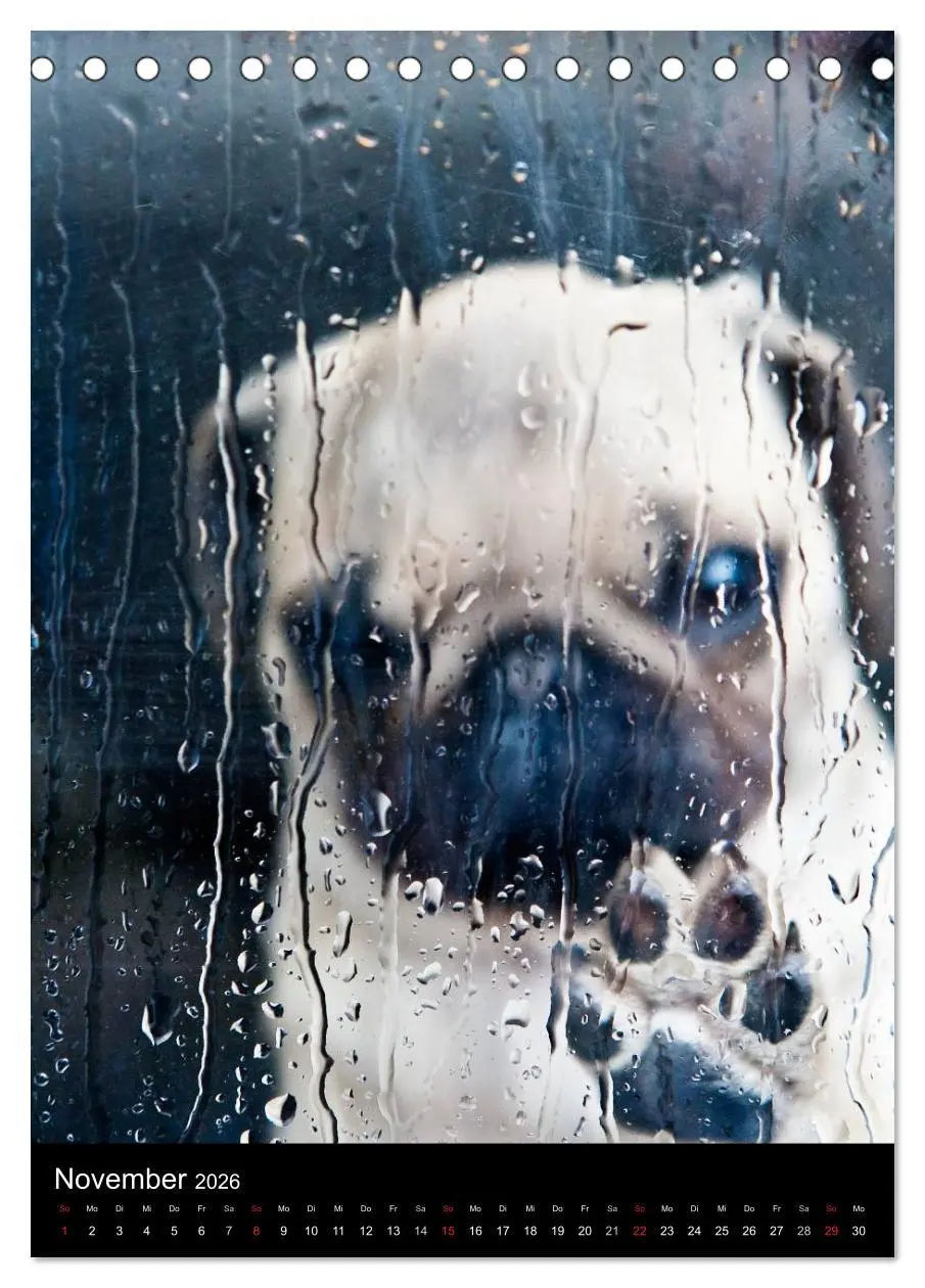 Bild: 9783516484090 | Das Mops-Jahr 2026 (Tischkalender 2026 DIN A5 hoch), CALVENDO...