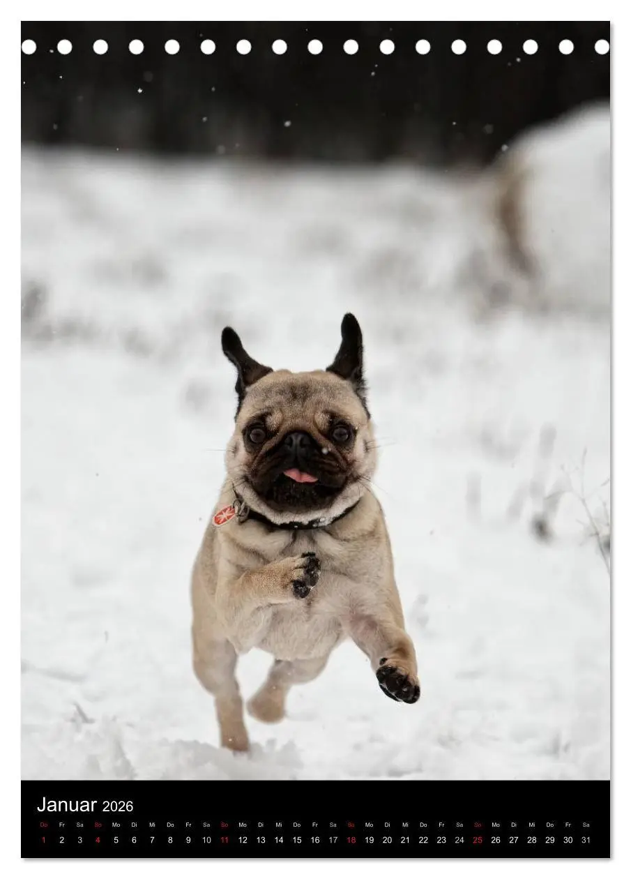Bild: 9783516484090 | Das Mops-Jahr 2026 (Tischkalender 2026 DIN A5 hoch), CALVENDO...