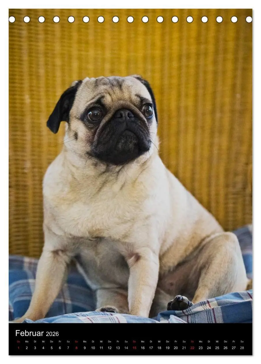 Bild: 9783516484090 | Das Mops-Jahr 2026 (Tischkalender 2026 DIN A5 hoch), CALVENDO...