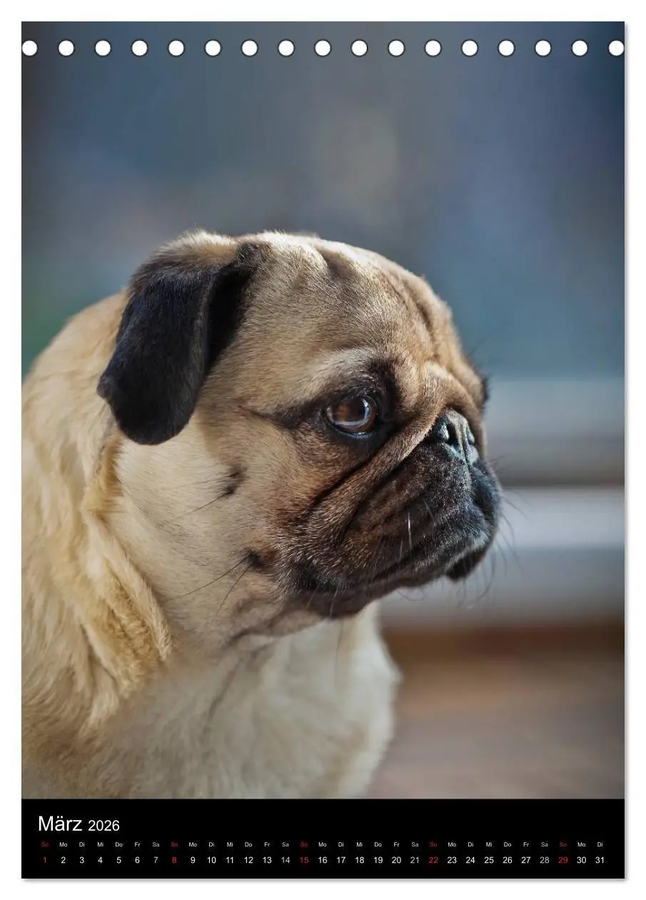 Bild: 9783516484090 | Das Mops-Jahr 2026 (Tischkalender 2026 DIN A5 hoch), CALVENDO...