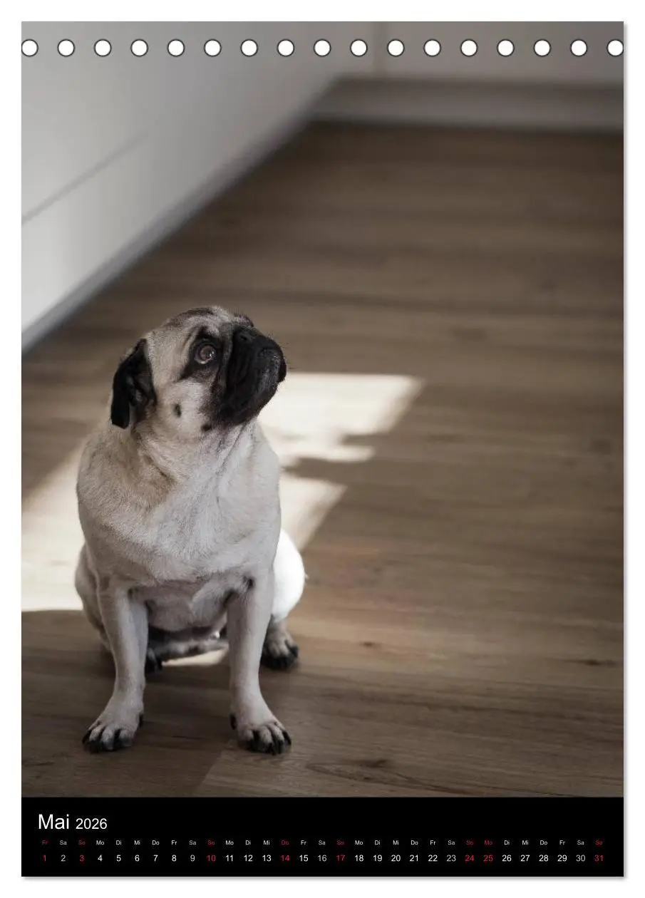 Bild: 9783516484090 | Das Mops-Jahr 2026 (Tischkalender 2026 DIN A5 hoch), CALVENDO...