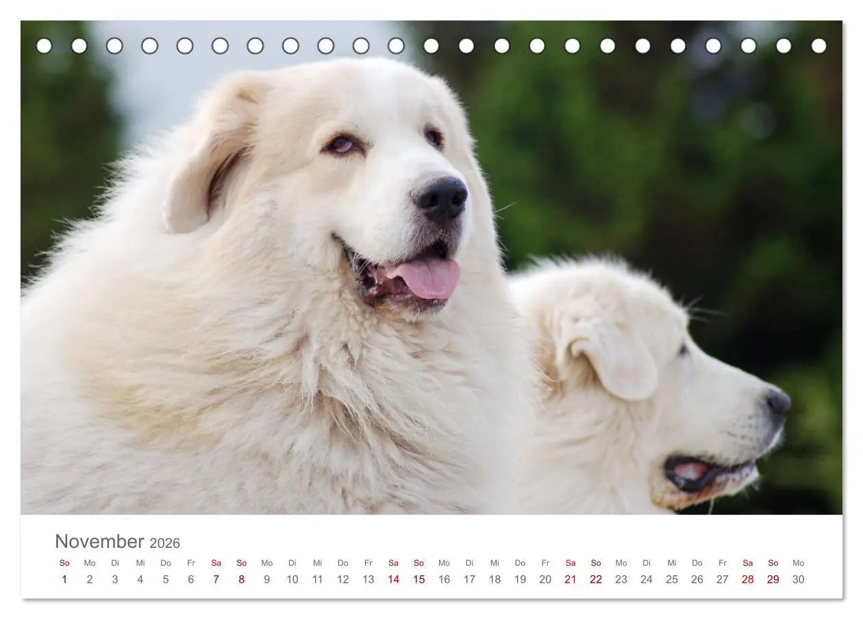 Bild: 9783457454190 | Pyrenäenberghunde (Tischkalender 2026 DIN A5 quer), CALVENDO...