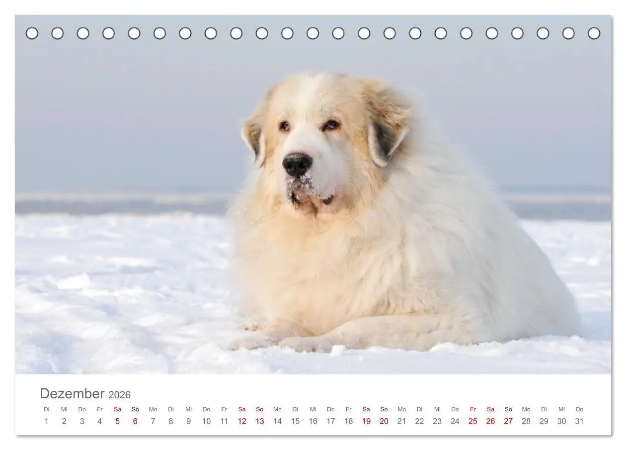 Bild: 9783457454190 | Pyrenäenberghunde (Tischkalender 2026 DIN A5 quer), CALVENDO...