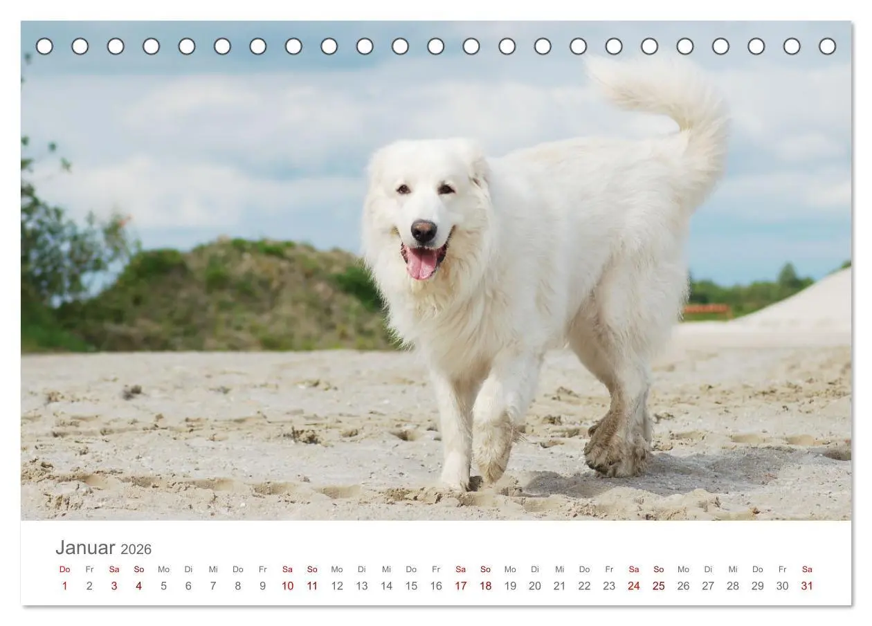 Bild: 9783457454190 | Pyrenäenberghunde (Tischkalender 2026 DIN A5 quer), CALVENDO...