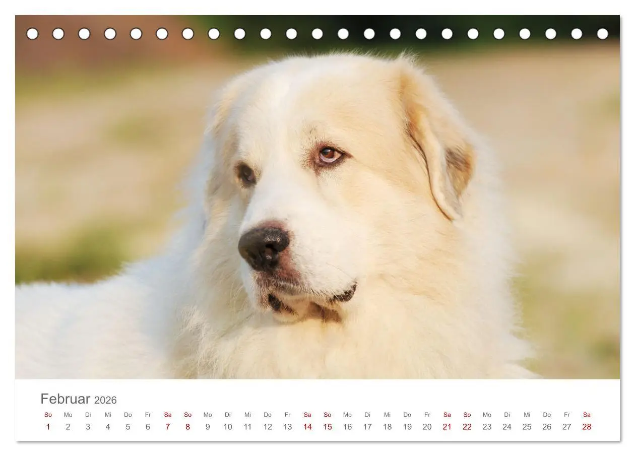 Bild: 9783457454190 | Pyrenäenberghunde (Tischkalender 2026 DIN A5 quer), CALVENDO...