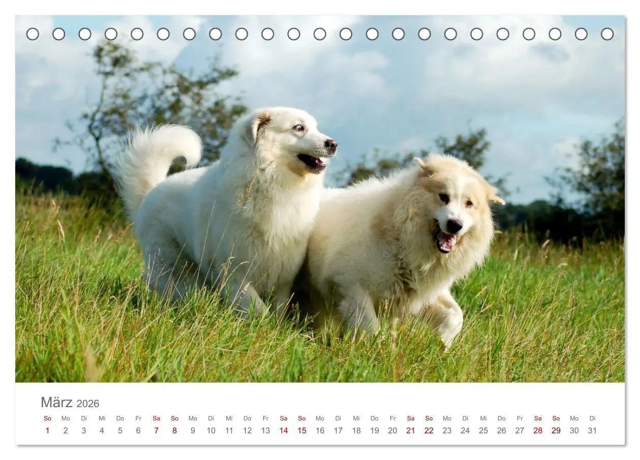 Bild: 9783457454190 | Pyrenäenberghunde (Tischkalender 2026 DIN A5 quer), CALVENDO...
