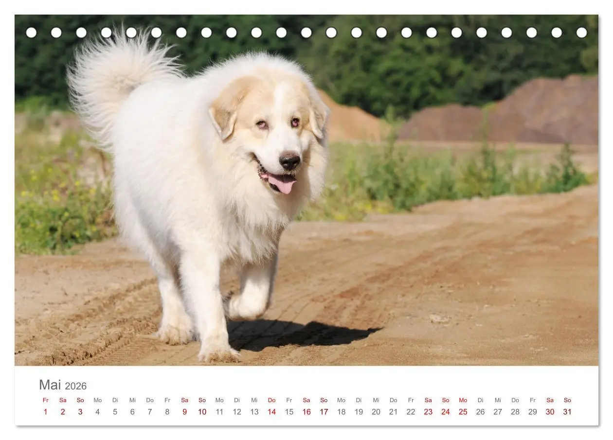 Bild: 9783457454190 | Pyrenäenberghunde (Tischkalender 2026 DIN A5 quer), CALVENDO...