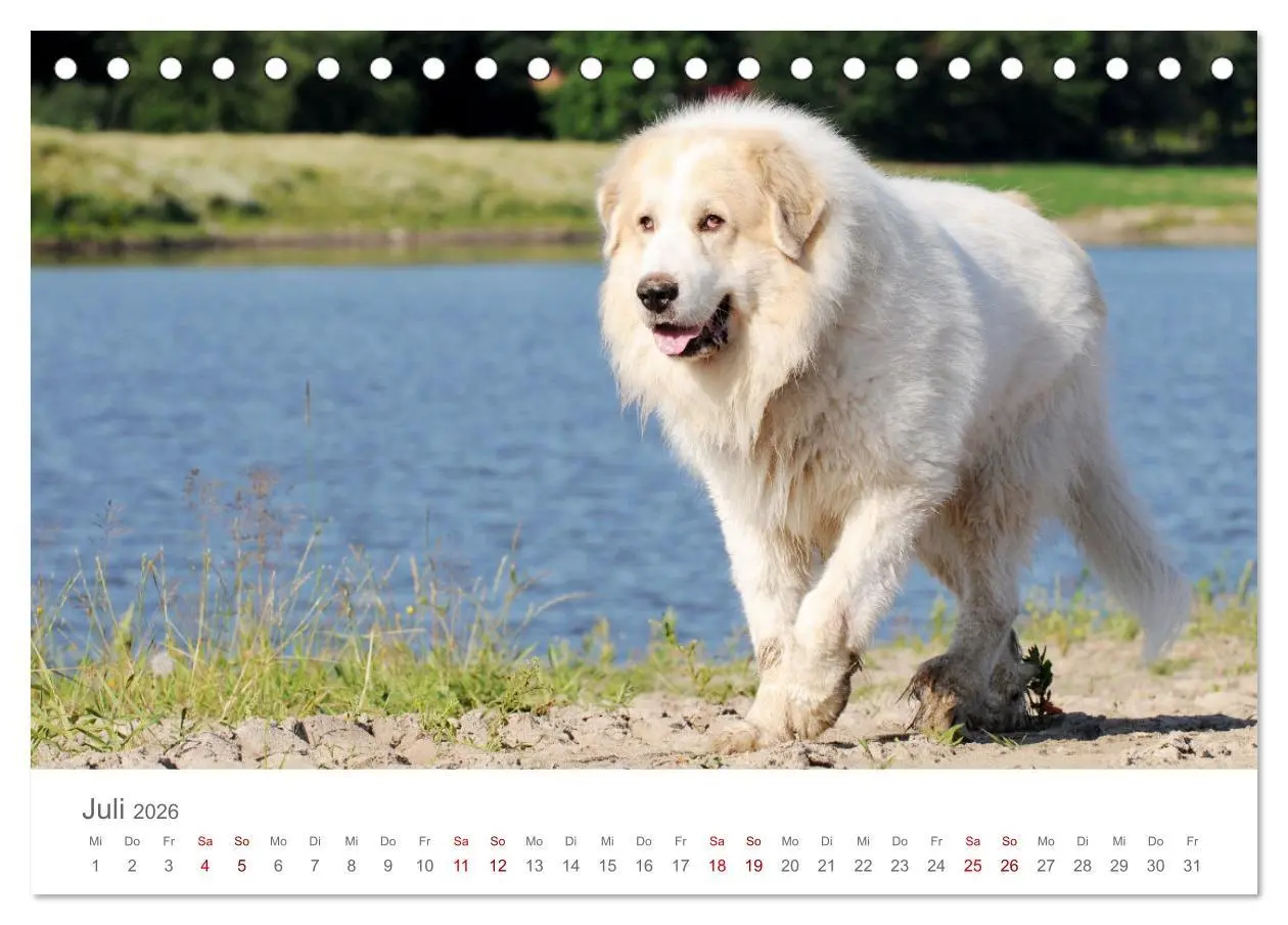 Bild: 9783457454190 | Pyrenäenberghunde (Tischkalender 2026 DIN A5 quer), CALVENDO...