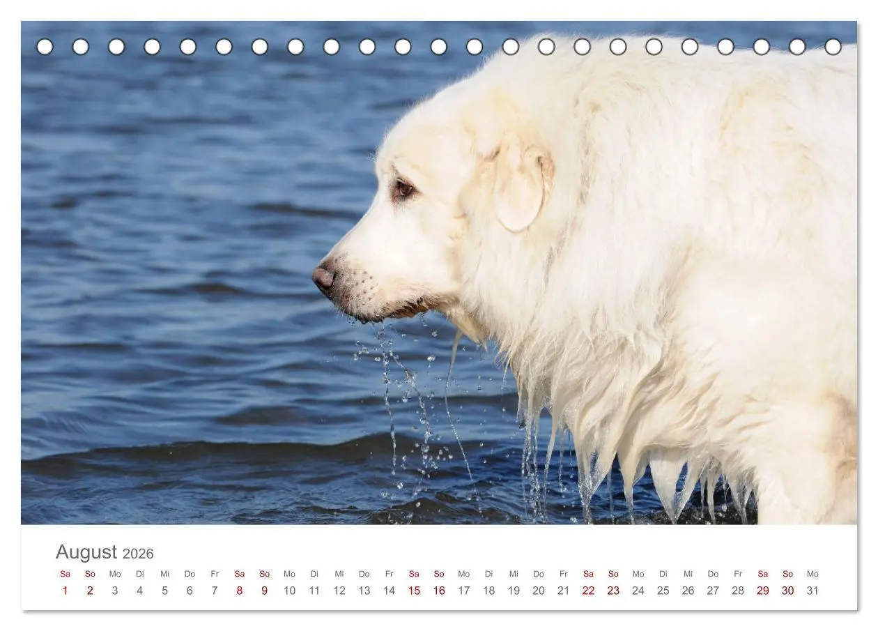 Bild: 9783457454190 | Pyrenäenberghunde (Tischkalender 2026 DIN A5 quer), CALVENDO...