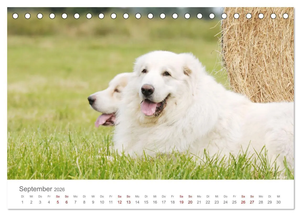 Bild: 9783457454190 | Pyrenäenberghunde (Tischkalender 2026 DIN A5 quer), CALVENDO...
