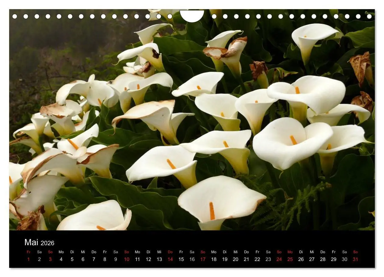 Bild: 9783516164190 | Madeira 2026 (Wandkalender 2026 DIN A4 quer), CALVENDO Monatskalender