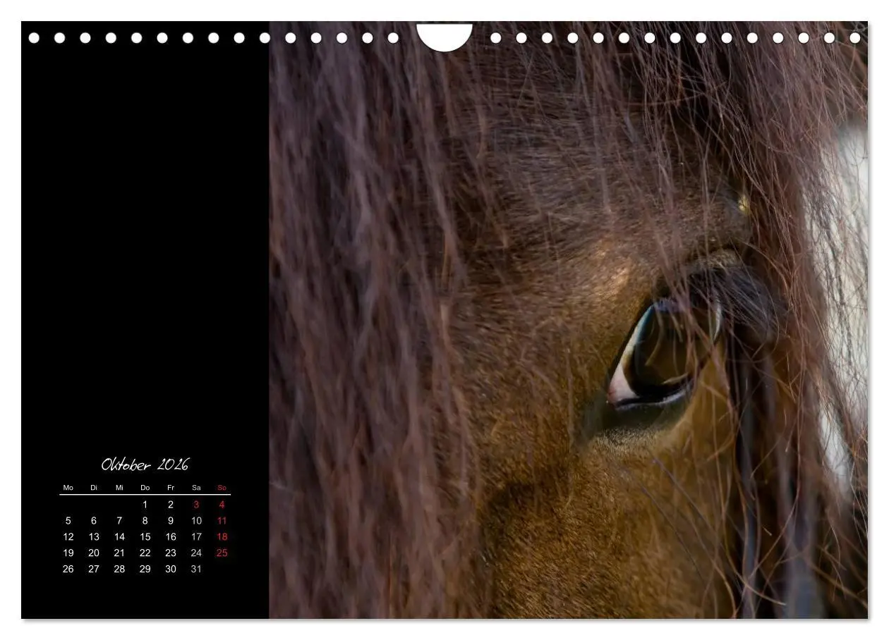 Bild: 9783516224290 | Irish Tinker (Wandkalender 2026 DIN A4 quer), CALVENDO Monatskalender
