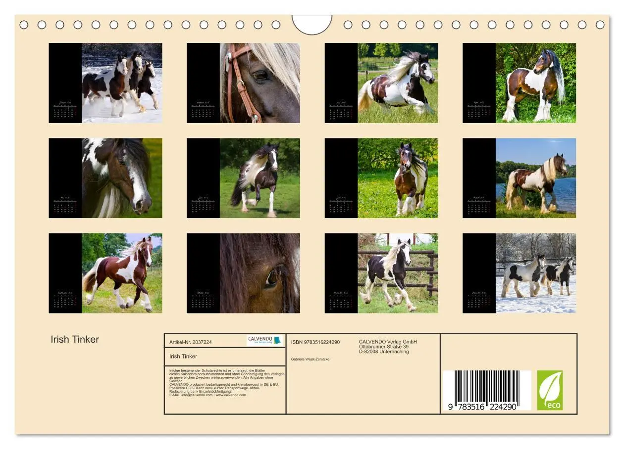 Bild: 9783516224290 | Irish Tinker (Wandkalender 2026 DIN A4 quer), CALVENDO Monatskalender