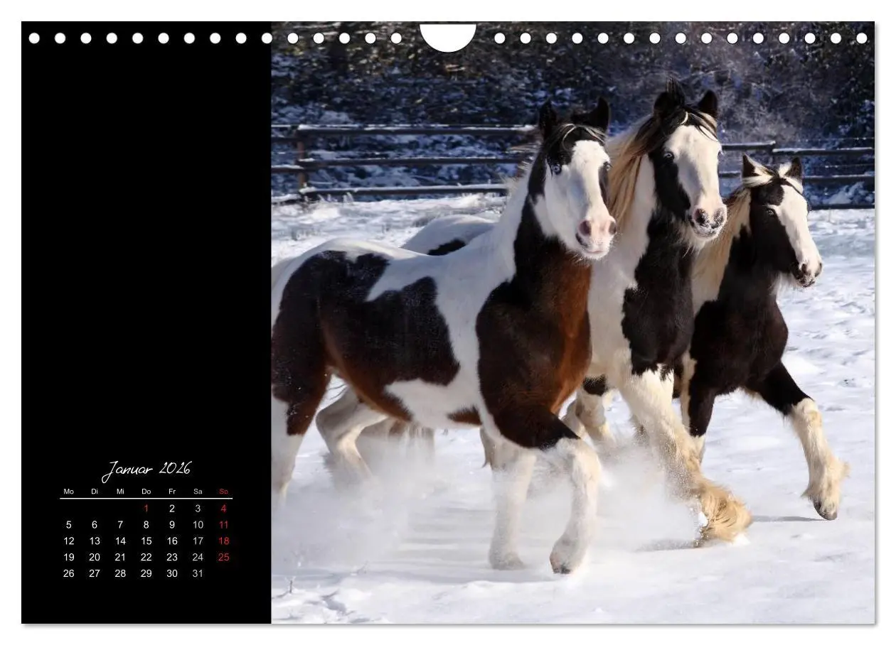 Bild: 9783516224290 | Irish Tinker (Wandkalender 2026 DIN A4 quer), CALVENDO Monatskalender