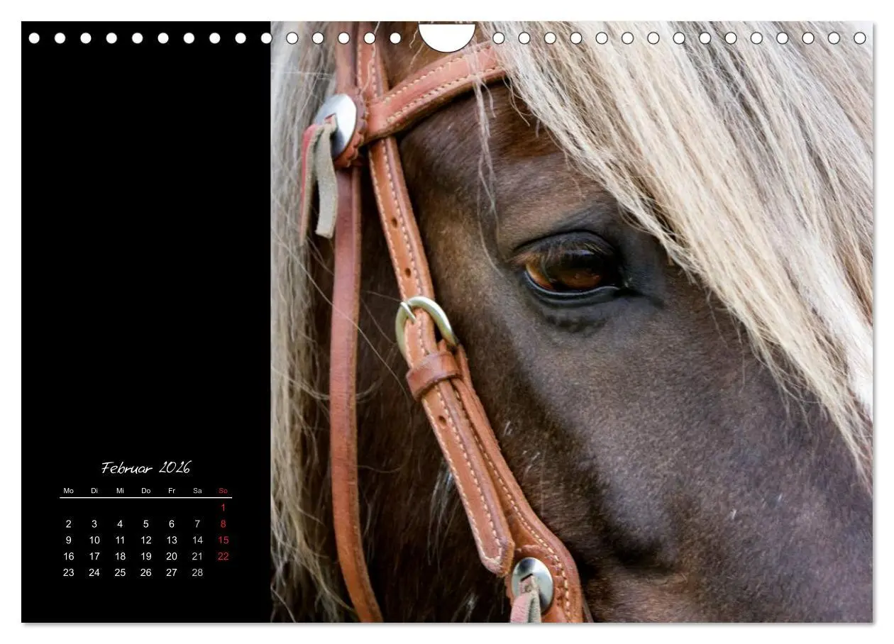 Bild: 9783516224290 | Irish Tinker (Wandkalender 2026 DIN A4 quer), CALVENDO Monatskalender