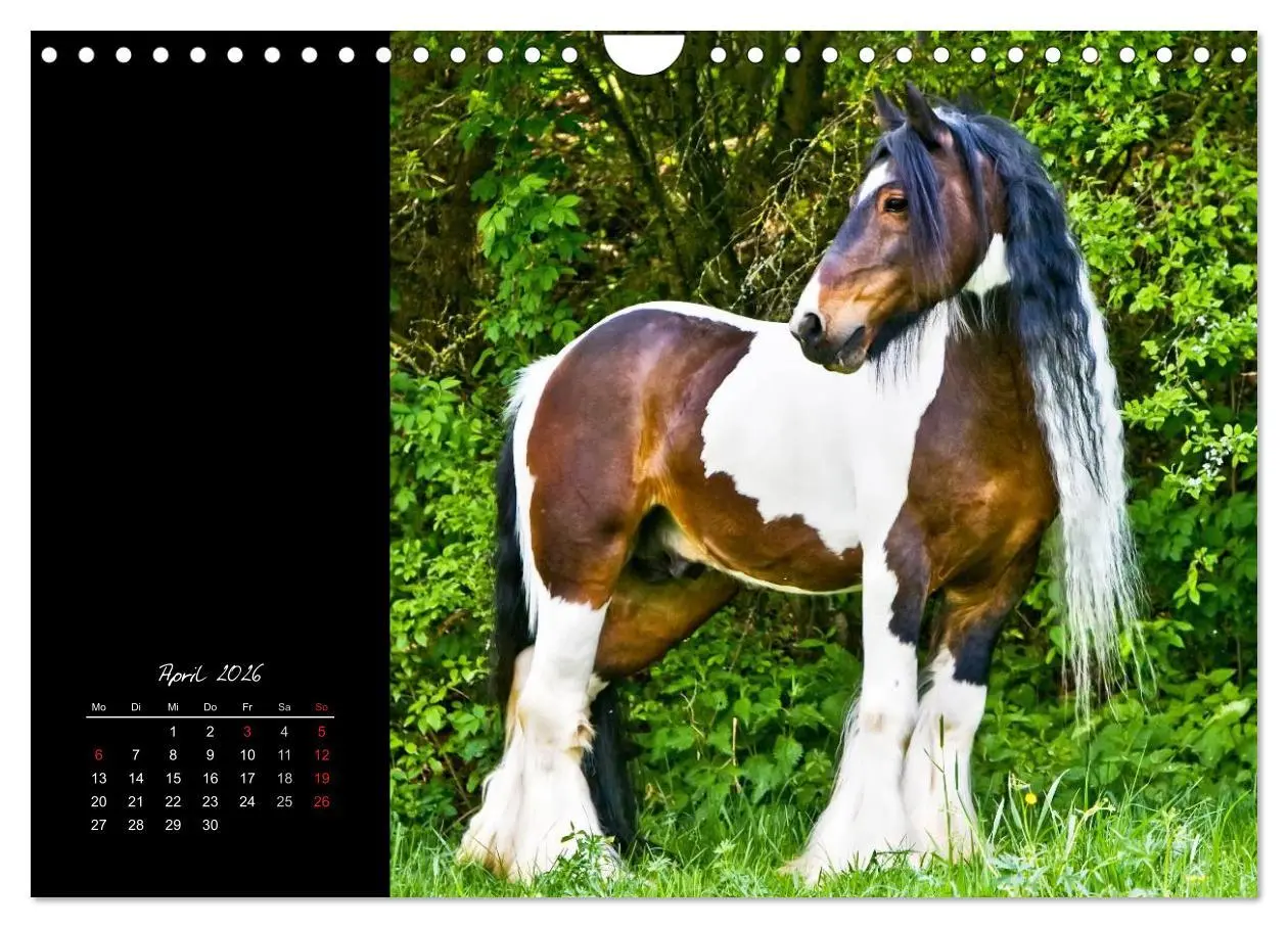 Bild: 9783516224290 | Irish Tinker (Wandkalender 2026 DIN A4 quer), CALVENDO Monatskalender