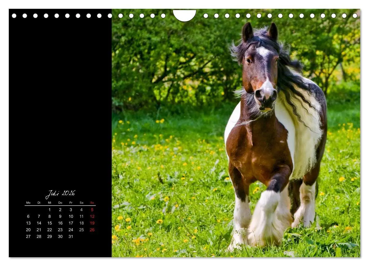 Bild: 9783516224290 | Irish Tinker (Wandkalender 2026 DIN A4 quer), CALVENDO Monatskalender