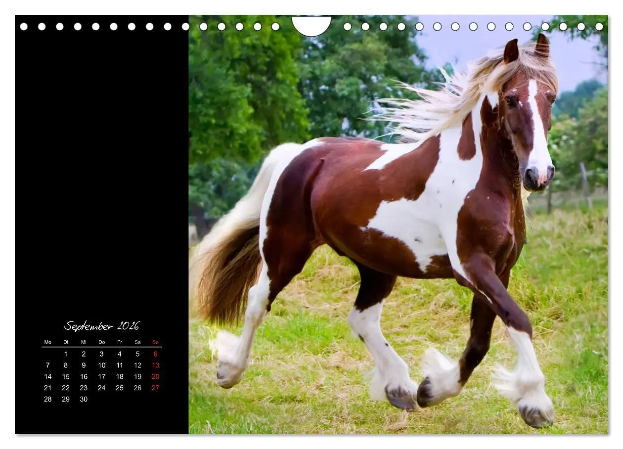 Bild: 9783516224290 | Irish Tinker (Wandkalender 2026 DIN A4 quer), CALVENDO Monatskalender