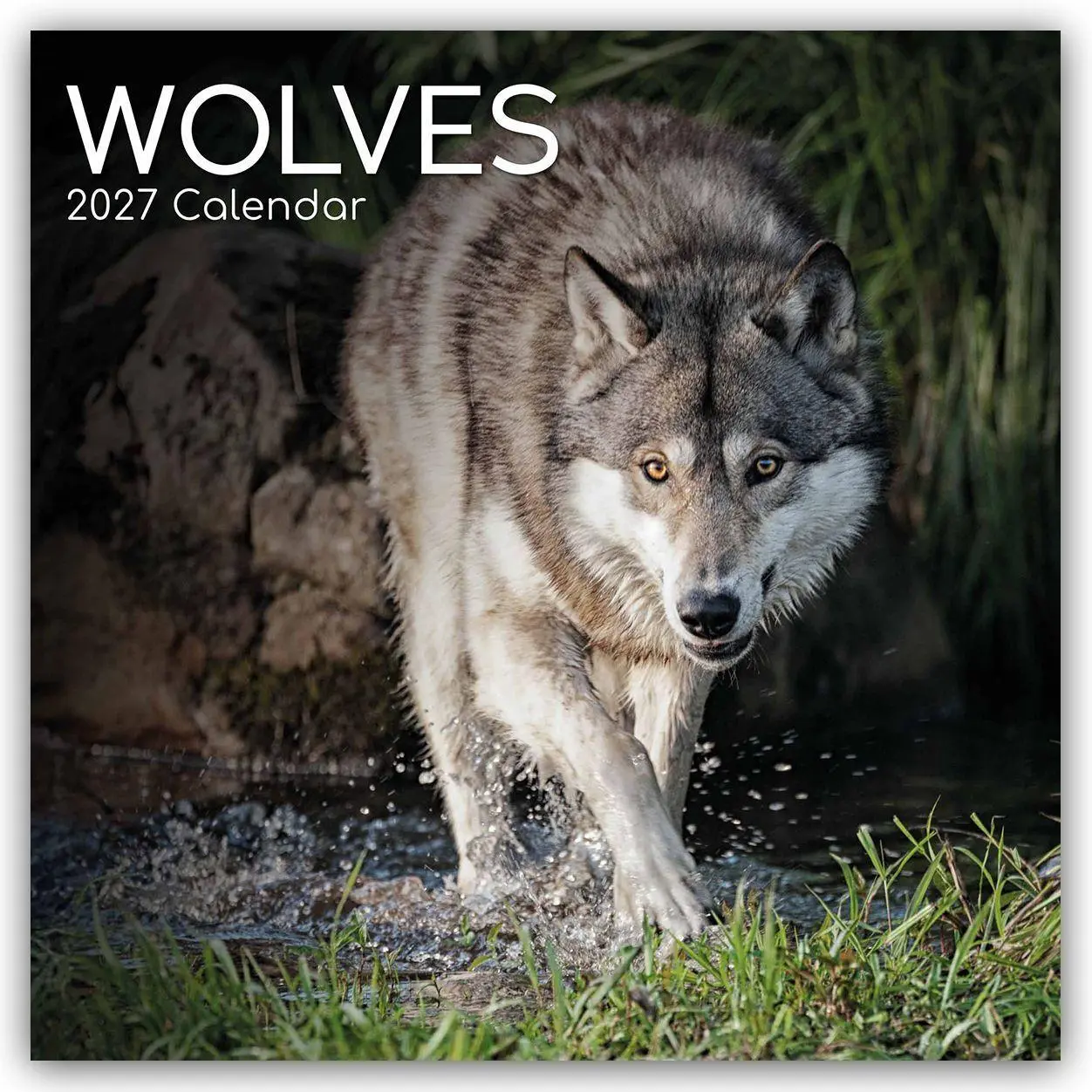 Cover: 9781805974390 | Wolves - Wölfe 2027 - 16-Monatskalender | Gifted Stationery Co. Ltd