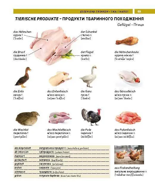 Bild: 9783125164390 | PONS Bildwörterbuch Ukrainisch | Taschenbuch | PONS Bildwörterbuch