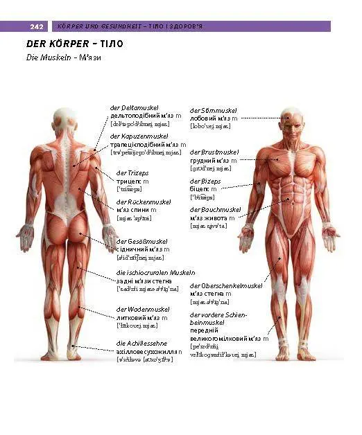 Bild: 9783125164390 | PONS Bildwörterbuch Ukrainisch | Taschenbuch | PONS Bildwörterbuch