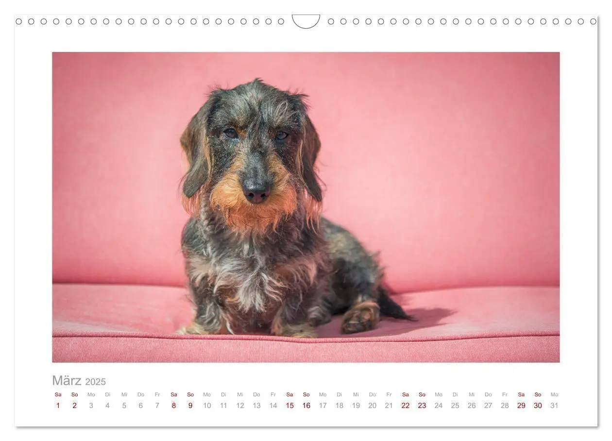 Bild: 9783435104390 | Dackelblicke - ein bezaubernder Rauhaardackel (Wandkalender 2025...