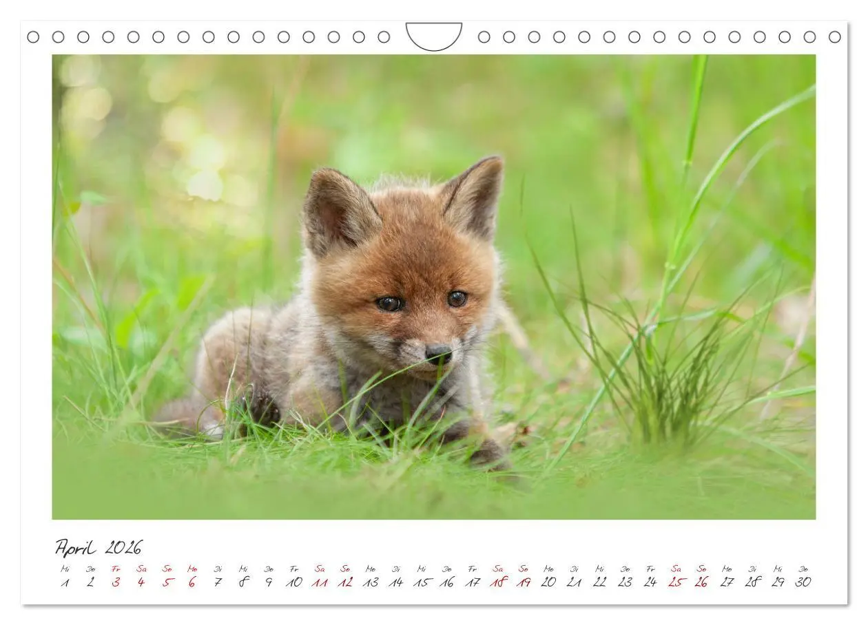 Bild: 9783457364390 | Füchse - zauberhafte Seelen (Wandkalender 2026 DIN A4 quer),...