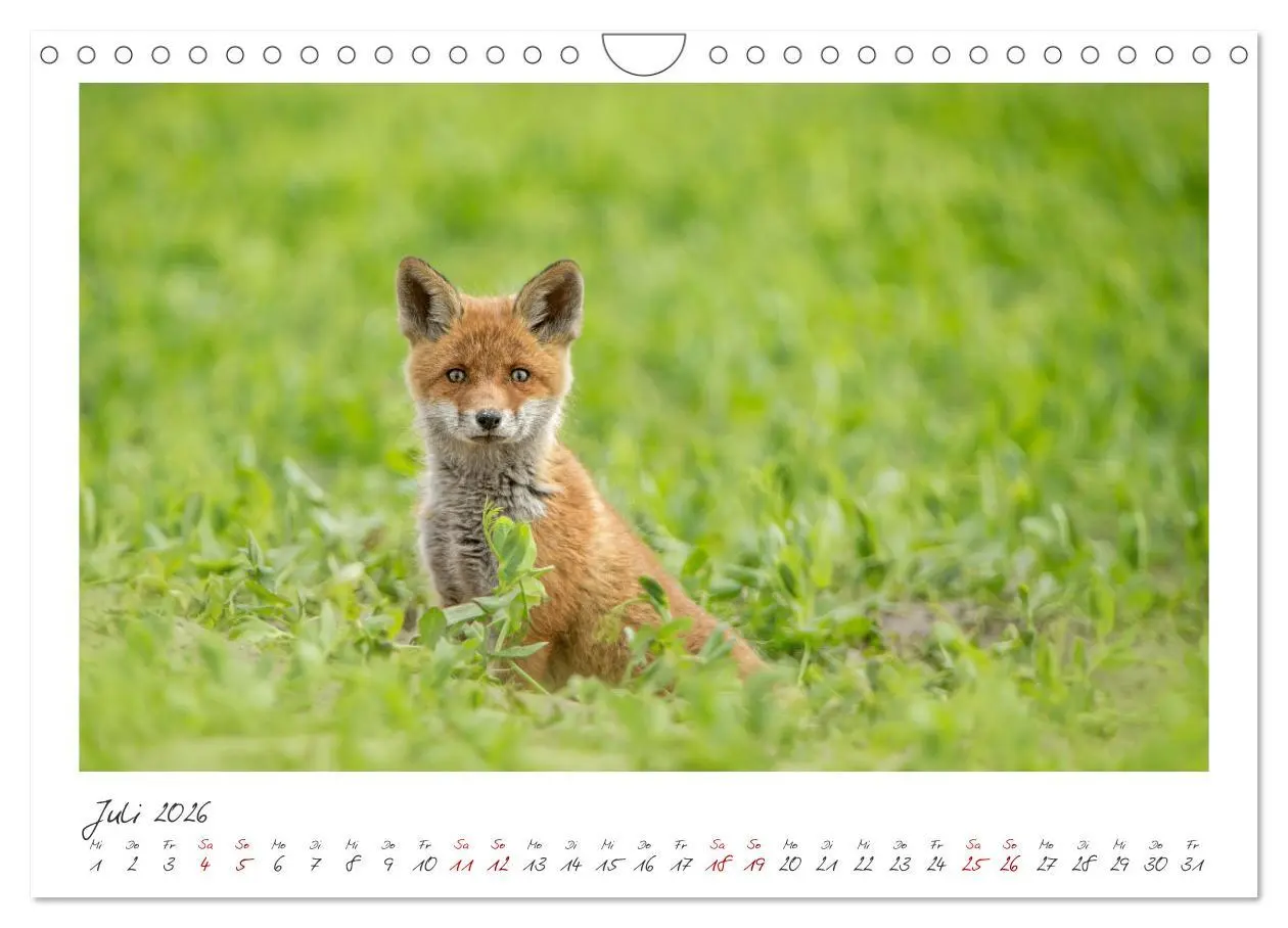 Bild: 9783457364390 | Füchse - zauberhafte Seelen (Wandkalender 2026 DIN A4 quer),...