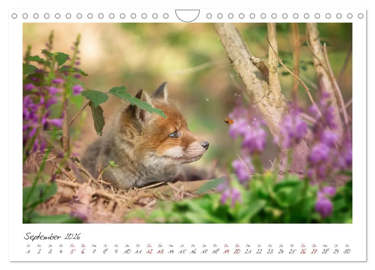 Bild: 9783457364390 | Füchse - zauberhafte Seelen (Wandkalender 2026 DIN A4 quer),...