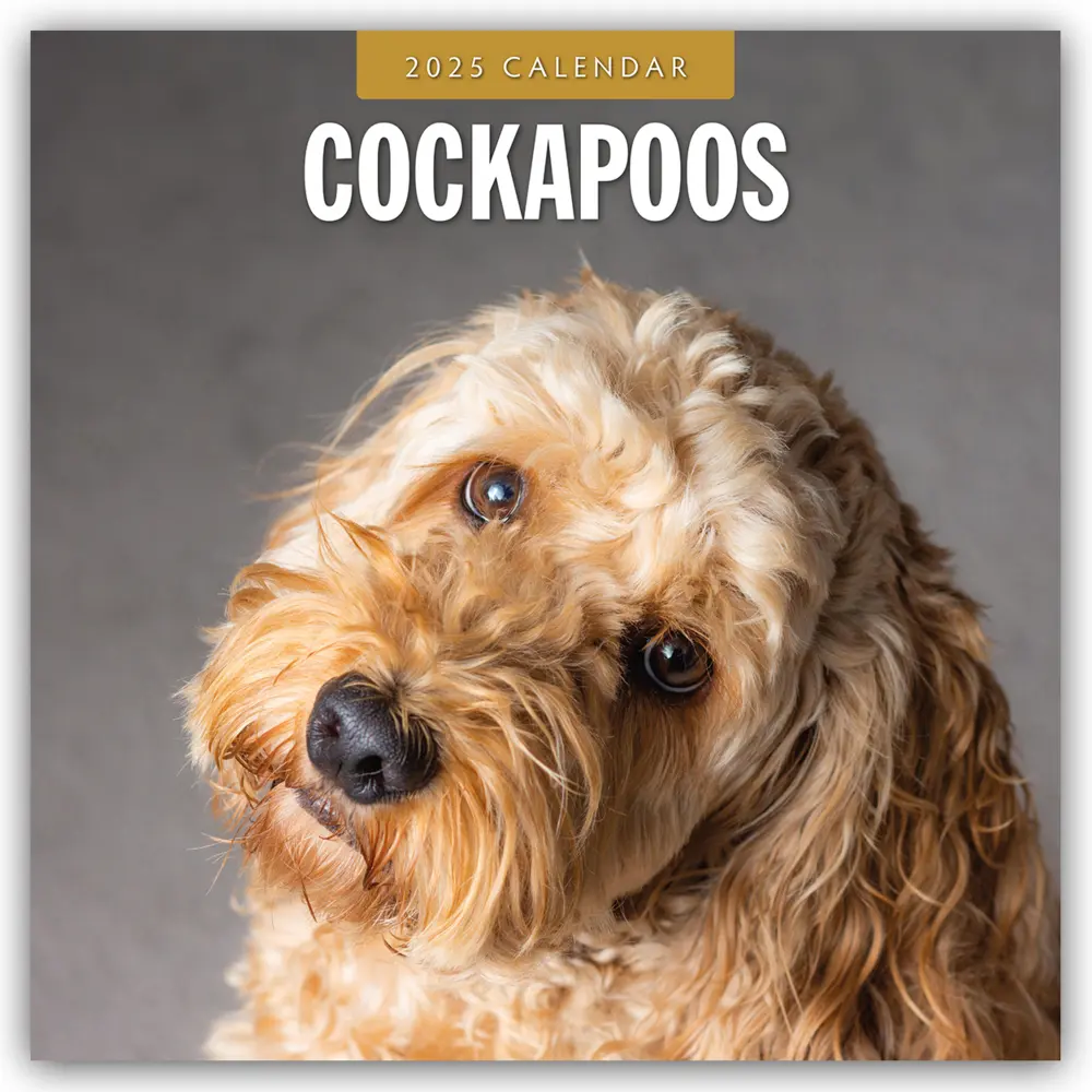 Cover: 9781804424490 | Cockapoos - Cockapoo 2025 - 16-Monatskalender | Ltd | Kalender | 14 S.
